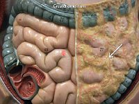 08 Greater omentum : greater omentum, stomach, large intestine, abdominal organs