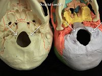 07 Occipital condyle : occipital bone, base, cranial bone, skull, occipital condyle