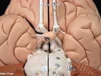 08 Pituitary gland : pituitary gland, hypothalamus, optic chiasm, anatomy of human brain