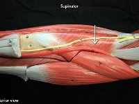 08 Supinator-01 : supinator, brachioradialis, forearm, forearm muscle