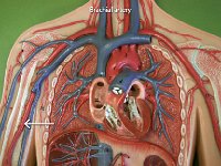 09 Brachial artery : brachial artery, upper arm, axillary artery