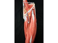 09 Femoral nerve-01 : femoral nerve, thigh, lumbosacral plexus, spinal cord plexus