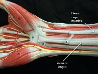 09 Flexor carpi-palmaris logus : flexor carpi muscles, wrist, forearm muscles