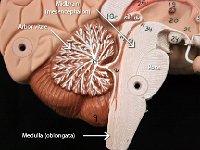 09 Mid-brain-Arbor vitae-pons-Medulla-oblongata : midbrain (mesencephalon), arbor vitae, pons, medulla (oblongata)