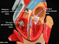 09 Pulimnary semilunar valve-tricuspid atrioventricular valve-bicuspid atrioventricular valve-01 : pulmonic semilunar valve, tricuspid atrioventricular valve, bicuspid atrioventricular valve