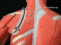 09 Rhomboid Group : rhomboid group, rhomboid major and minor, posterior muscle, chest and pelvic muscle