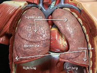 09 Superior-inferior-middle lobe-right left lung-01 : superior lobe, middle lobe, inferior lobe, right lung, left lung