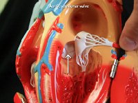 10 Aortic semilunar valve : aortic semilunar valve, aorta, heart, internal structures