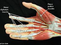 10 Flexor digitorum-pollicis : flexor digitorum muscles, flexor pollicis muscles, phalanges, forearm muscles