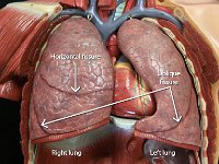 10 Horizontal oblique fissure-right left lung-01 : horizontal fissure, oblique fissure, right lung, left lung