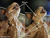 10 Masseter-sternomastoid : masseter, sternomastoid, neck muscle, cat muscular system