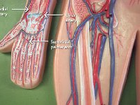 10 Radial-ulnar-artery-superficial palmar arch-01 : radial artery, ulnar artery, superficial palmar arch, forearm