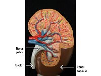 10 Renal pelvis-ureter-renal capsule : renal capsule, renal pelvis, ureter, kidney