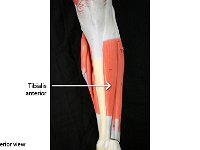 10 Tibialis anterior-01 : tibialis anterior, tibia, lower leg muscles