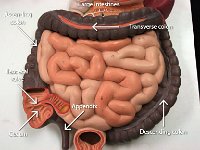 11 Ascending-transverse-descending colon-appendix-ileocecal valve-cecum : large intestines, ascending colon, descending colon, transverse colon, appendix, cecum, ileocecal valve
