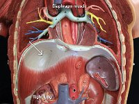 11 Diaphram muscle : diaphragm muscle, lungs, inhalation and exhalation