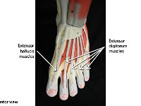 11 Extensor digitorum-halluces-muscles : extensor hallucis muscles, extensor digitorum muscles, foot, lower leg muscles