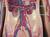 11 Mesenteric gonadal-renal-abdominal arteries-celiac trunk : abdominal aorta, celiac trunk, renal artery, gonadal artery, superior mesenteric artery, inferior mesenteric artery