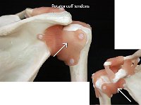 11 rotator cuff tendons : rotator cuff tendons, scapula, shoulder joint, pectoral girdle