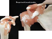 12 Biceps brachii muscle tendon : biceps brachii muscle tendon, intertubercular groove, shoulder joint, pectoral girdle