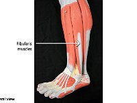 12 Fibularis muscles : fibularis muscles, fibula, foot, lower leg muscles