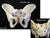 01 Pelvic girdle : sacroiliac joint, os coxa, ilium, pelvic girdle