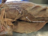 12 Serratus anterior-external-intercostal : serratus anterior, external intercostal, abdominal muscles, cat muscular system