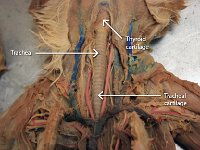 12 Trachea-larynx-tracheal cartilage-01 : trachea, larynx, tracheal cartilage, cat respiratory system