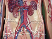 11 Mesenteric gonadal-renal-abdominal arteries-celiac trunk : internal iliac artery, external iilac artery, left and right common iliac arteries, ilium