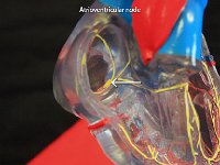 13 Atrioventricular node : atrioventricular node, heart, conduction system