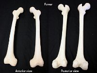 13 Femur-01 : femur, appendicular skeleton, upper leg, lower limb