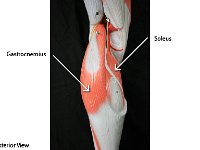 13 Gastrocnemius-soleus : gastrocnemius, soleus, calf, lower leg muscles