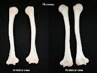 13 Humerus : humerus, upper arm bone, appendicular skeleton, upper limb