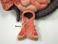 13 Rectum-Anus : rectum, anus, digestive tract, anal canal