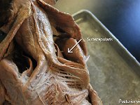 13 Subscapularis : subscapularis, scapula, upper limb muscle, cat muscular system