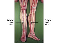 14 Anterior-posterior tibial artery-01 : anterior tibial artery, posterior tibial artery, tibia, leg artery