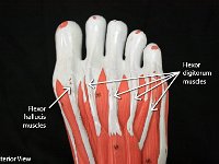 14 Flexor-digitorum-hallucis muscles : flexor hallucis muscles, flexor digitorum muscles, foot, lower leg muscles
