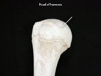 14 Head of humerus : head of humerus, glenoid cavity, medial, upper limb