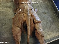 15 Gluteus muscle group : gluteus muscle group, lower limb muscle, cat muscular system