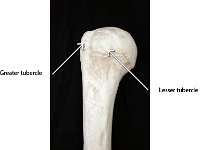 15 Greater and lesser tubercle : greater tubercle, lesser tubercle, humerus, upper limb