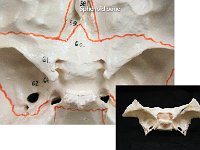 15 Sphenoid Bone : sphenoid bone, medial, cranial bone, skull