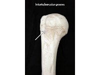 16 Intertubercular groove-01 : intertubercular groove, greater tubercle, lesser tubercle, upper limb