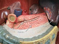 16 Pancreatc duct-pancreas-spleen-01 : pancreatic duct, pancreas, spleen, abdominal organ
