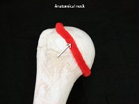 17 Anatomical neck : anatomical neck, head of humerus, upper limb