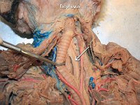 17 Esophogus : esophagus, pharynx, stomach, cat digestive system