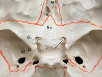 17 Optic canal 1-01 : optic canal, cranial bone, skull