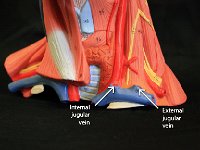18 Internal-external jugular vein-01 : internal jugular vein, external jugular vein, superior vena cava, neck vein