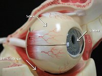 18 Sclera-inferior oblique-cornea : sclera, inferior oblique, cornea, eye anatomy