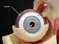 19 Choroid-iris-pupil : choroid, iris, pupil, eye anatomy