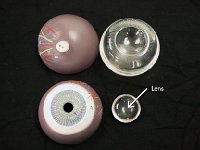 21 Lens : lens, pupil, light, eye anatomy
